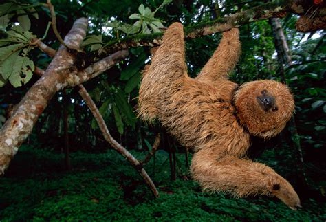 what does a sloth look like.